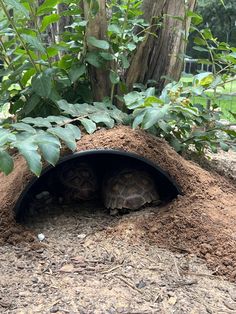 two tortoises hiding in the dirt under a tree