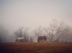 two horses graze in the foggy field on a cloudy day with bare trees