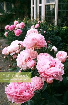 some pink flowers are blooming in a garden area with green plants and white windows