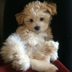 a small white dog sitting on top of a red blanket