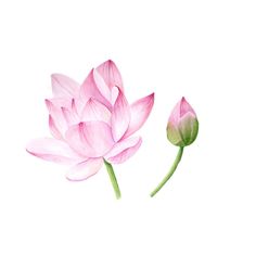 two pink flowers with green stems on a white background