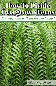 green fern leaves with text overlay how to divide overgrowth ferns and overcome them for next year