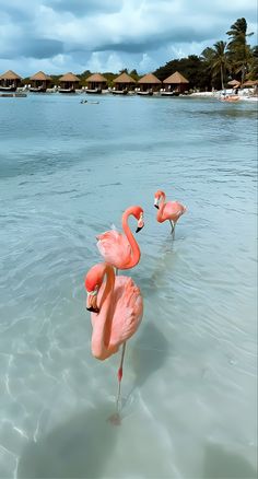 two pink flamingos standing in the water next to each other on a beach with thatched huts in the background