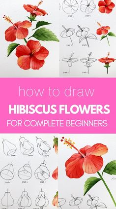 how to draw hibiscus flowers for complete beginners