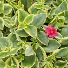 a pink flower surrounded by green leaves