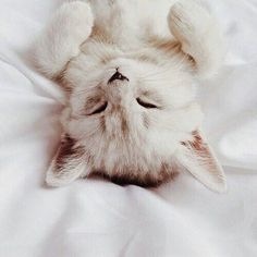 a white cat laying on top of a bed with its eyes closed and it's head in the air