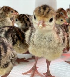 a group of small birds standing next to each other on a white tablecloth covered floor