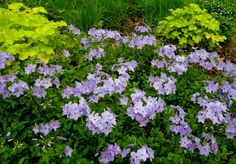 some purple flowers and green plants in the grass