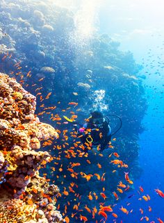 a person scubas in the water surrounded by coral and small fish on a sunny day