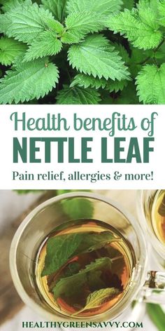 Benefits Of Nettle, Foraging Plants, Medicinal Gardening, Medicinal Flowers, Herbal Benefits, Nettle Leaf Tea, Nettle Tea, Homesteading Life, Nettle Leaf