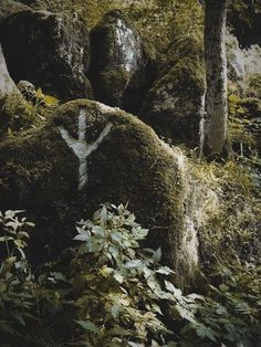 moss covered rocks in the woods with trees and bushes around them on either side of it