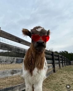 a brown and white cow wearing red sunglasses