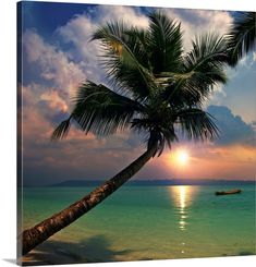 a palm tree on the beach at sunset