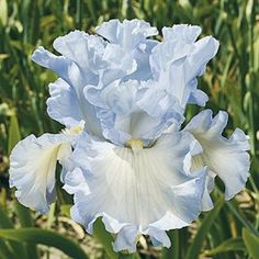 a blue and white flower is in the grass