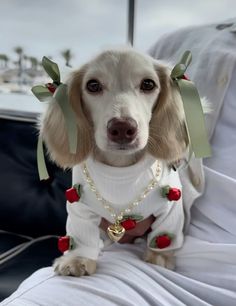 a dog wearing a white sweater with roses on it's collar and pearls around its neck