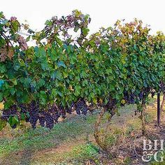 rows of grapes growing on the side of a hill