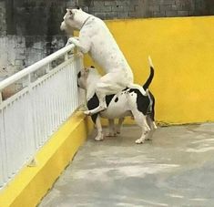 two dogs playing with each other on the side of a yellow wall and white railing