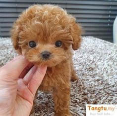 a small brown dog being held up by someone's hand on top of carpet