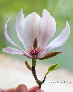 a person holding a flower in their hand with the petals open and green leaves on it