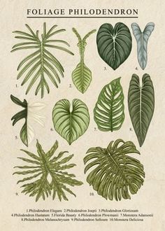 an illustration of different types of leaves