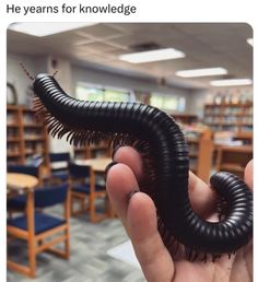 a hand holding a black caterpillar in front of a library filled with books