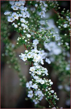 some white flowers are growing on a tree