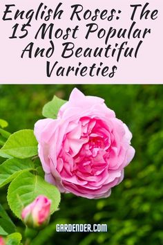 a pink rose with the words english roses the 15 most popular and beautiful varieties on it