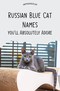 300+ Russian Blue Cat Names You’ll Absolutely Adore Grey Cat Names, Cute Cat Names