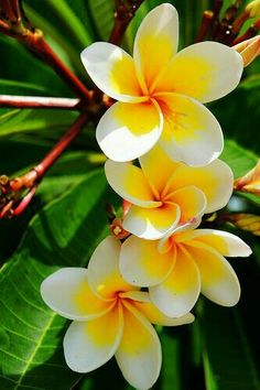 the yellow and white flowers are blooming on the tree