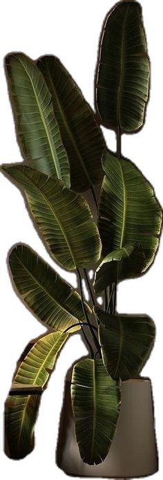 a potted plant with large green leaves in it's centerpiece, against a white background