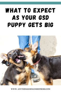 two dogs with their mouths open and the words what to expect as your god puppy gets big