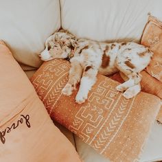 a puppy is laying on top of some pillows