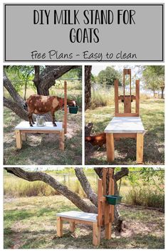 the diy milk stand for goats