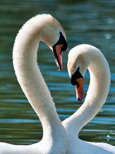 two white swans are touching each other's necks in front of the water,