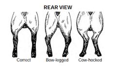 four different types of horse pants with the words rear view and correct leg length on them