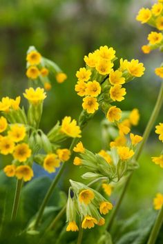 some yellow flowers are growing in the grass