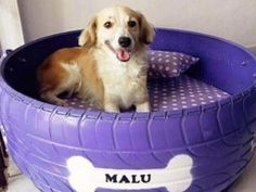 a dog is sitting in a purple bed with polka dots on it's sides