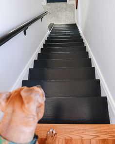 the dog is looking down the stairs at the person on the other handrails