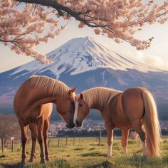 two brown horses standing next to each other on a lush green field under a cherry blossom tree