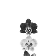 a black and white photo of an orchid with its reflection in the water on a white background