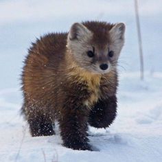 a small animal running through the snow in the day time and looking at the camera