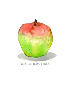 a watercolor painting of an apple with the words cavillle blanc 4 hiver