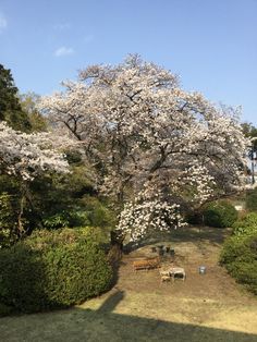 My Sakura (cherry blossom) tree 2019 About Japan, Vacation Cabin, Visit Japan, Spring Nature, Japan Food, Simple Pleasures, Japan Travel, Public Transport