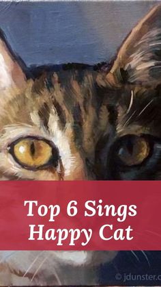 Top 6 Sings Happy Cat Cats Cute Pics, Cute Pics Of Cats, Cats And Kittens Cute, Birthday Cat, Ronaldo Cristiano, Messi Ronaldo, Best Snapchat