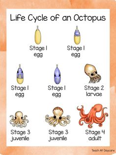 the life cycle of an octopus