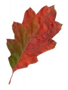 a red leaf with green leaves on it