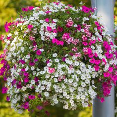 a bunch of pink and white flowers hanging from a pole