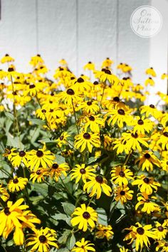 yellow flowers with the words best hard perennial it's time for fall planting