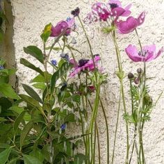 purple flowers are growing in front of a white wall and green plants next to it