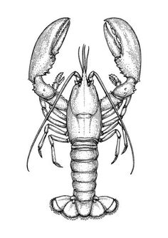 a drawing of a lobster on a white background